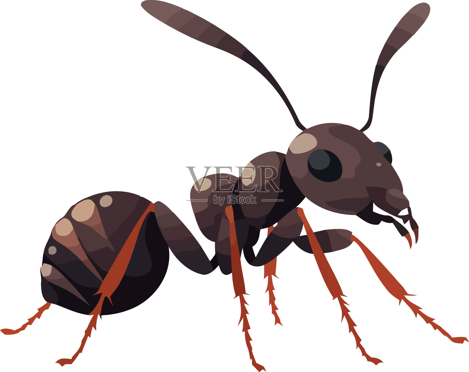 白色背景上的小卡通蚁虫设计元素图片