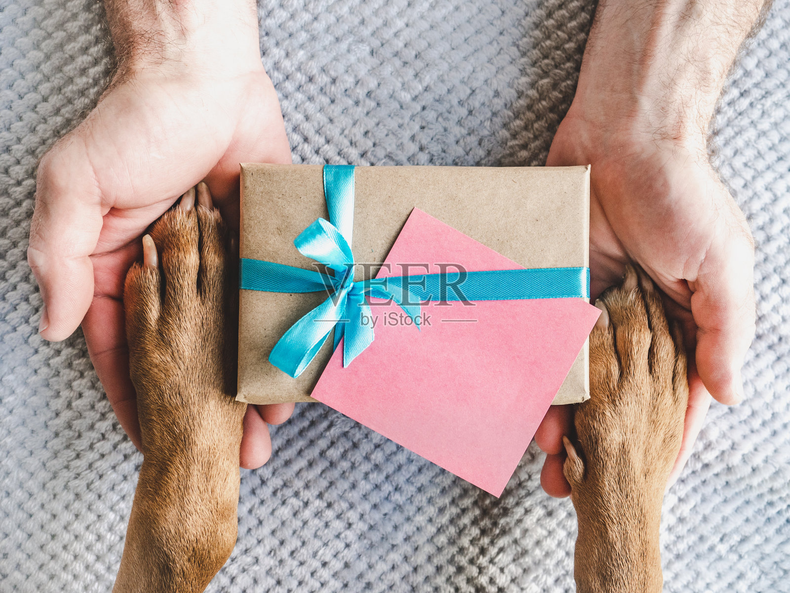 狗爪，男人的手和礼盒照片摄影图片