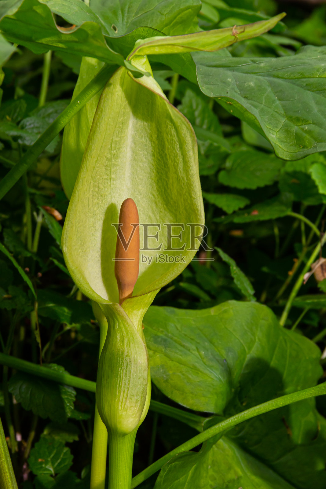 箭状叶，天南星科林地有毒植物。箭形叶子。其他的名字还有裸头，蝮蛇根，魔芋，野魔芋，魔芋百合，贵妇照片摄影图片