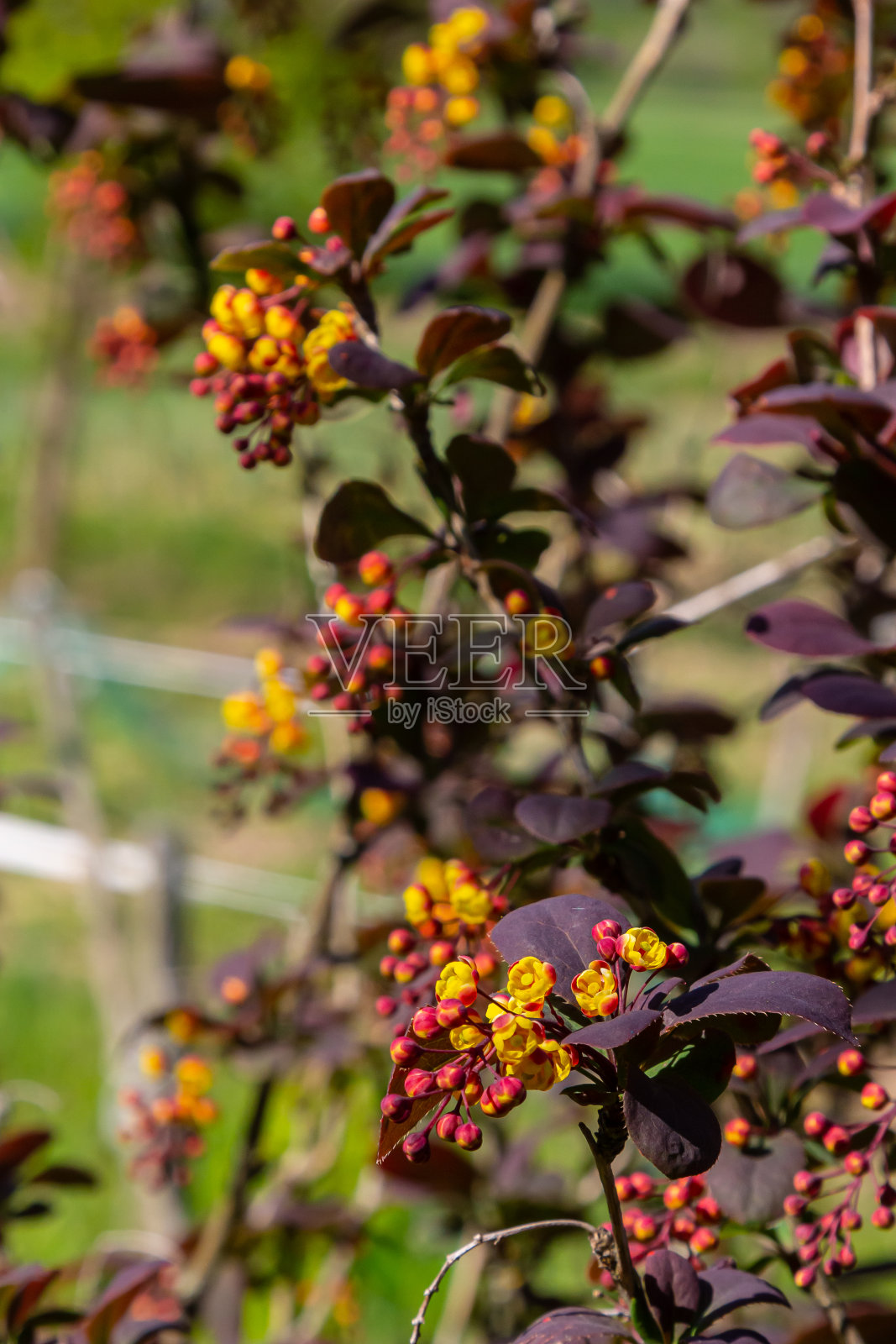 小檗(Berberis thunbergii)日本小檗(barberry)观赏开花灌木，群美丽的小黄色花瓣开花，叶子紫红色照片摄影图片