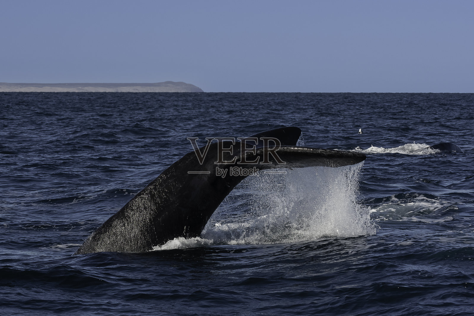 南露脊鲸尾叶拍水，濒危物种，阿根廷巴塔哥尼亚照片摄影图片