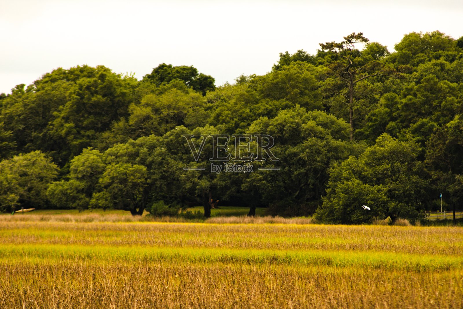 沼泽照片摄影图片