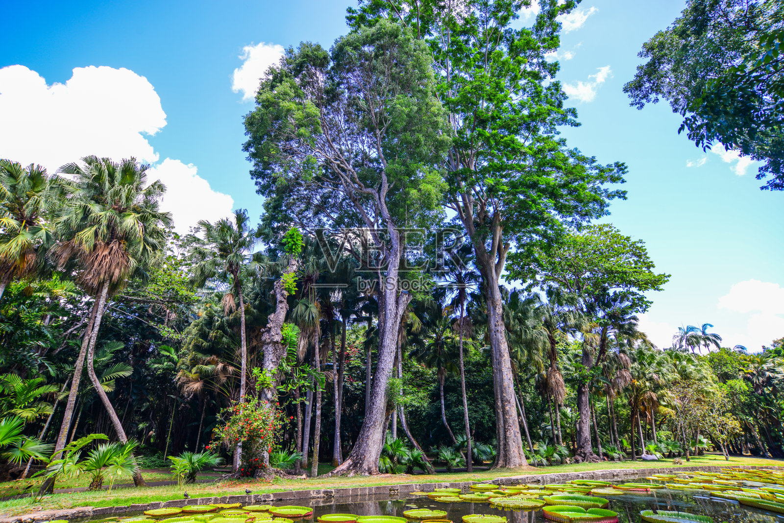 植物园里的树照片摄影图片