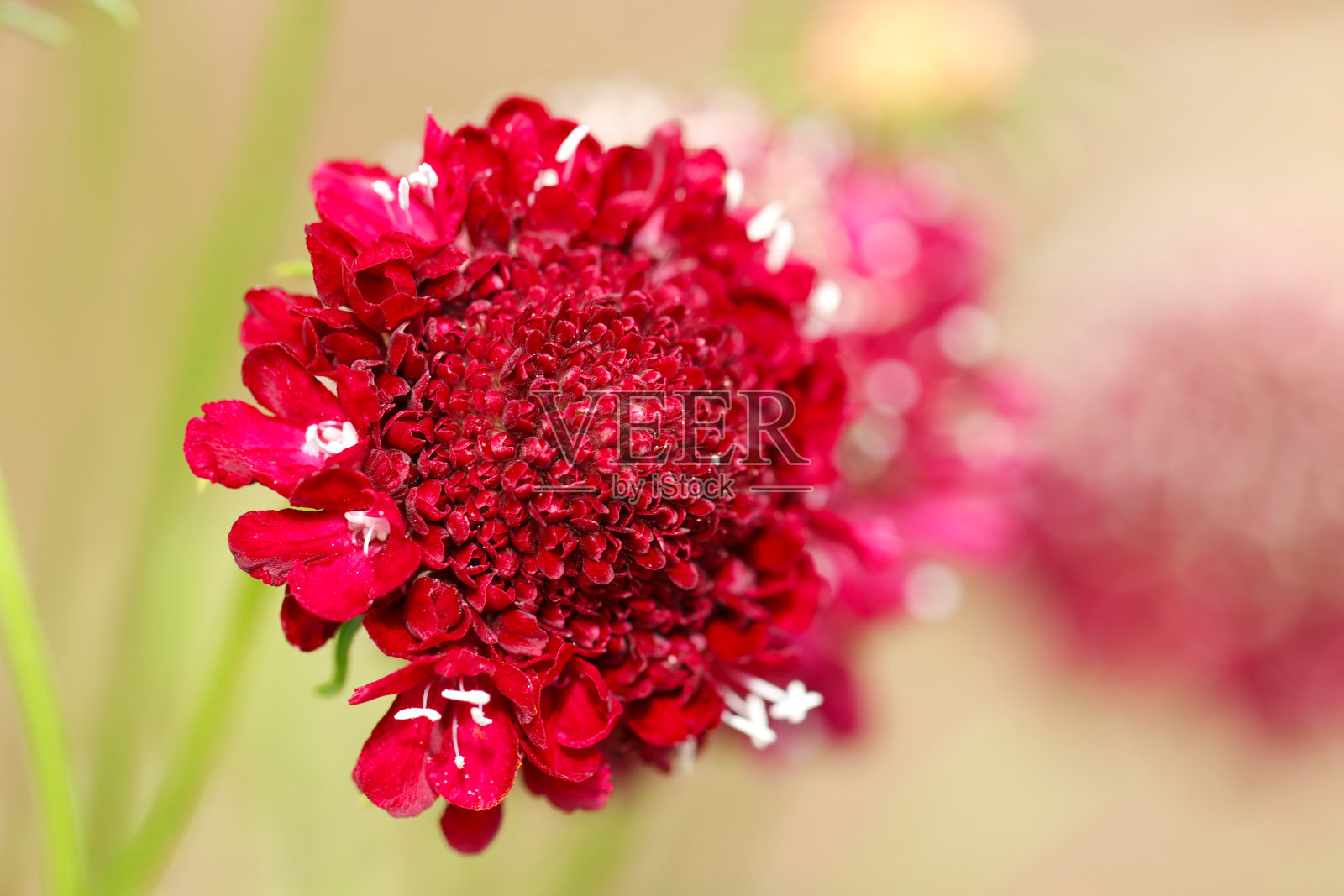 酒红色的彩色针垫花(Seiyo Matsumushiso)头部，近距离微距摄影。照片摄影图片