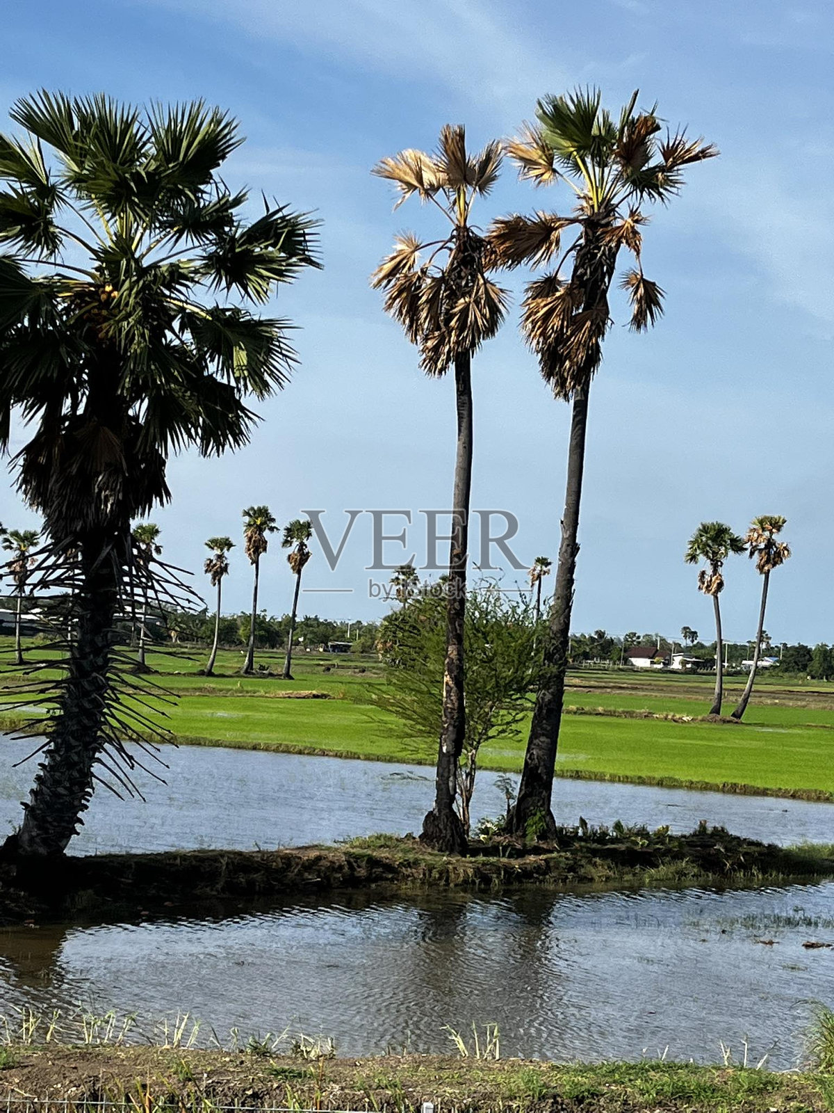 花园照片摄影图片