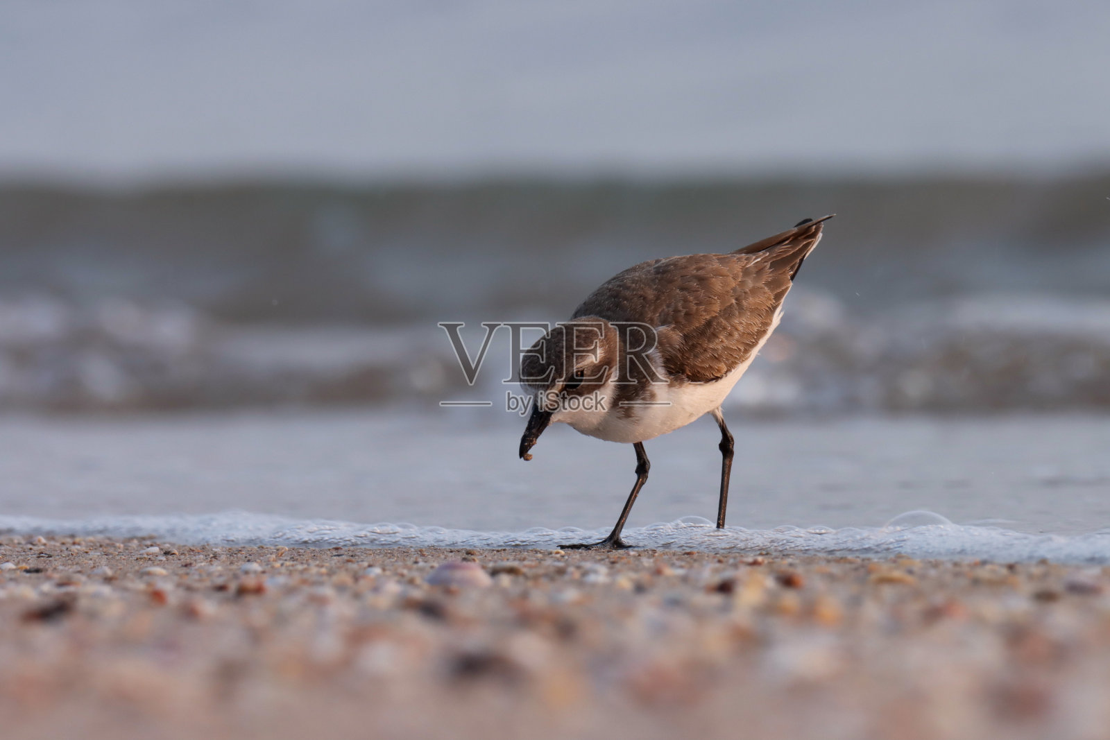 在海滩上觅食的小沙鸻。水的鸟。照片摄影图片