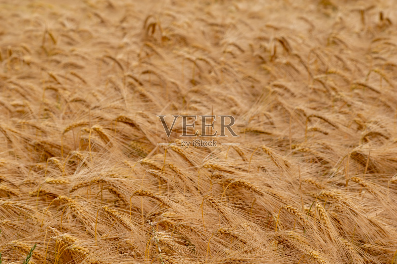 农业小麦金色干田作物纹理背景，大麦麦穗在田间成熟背景照片摄影图片