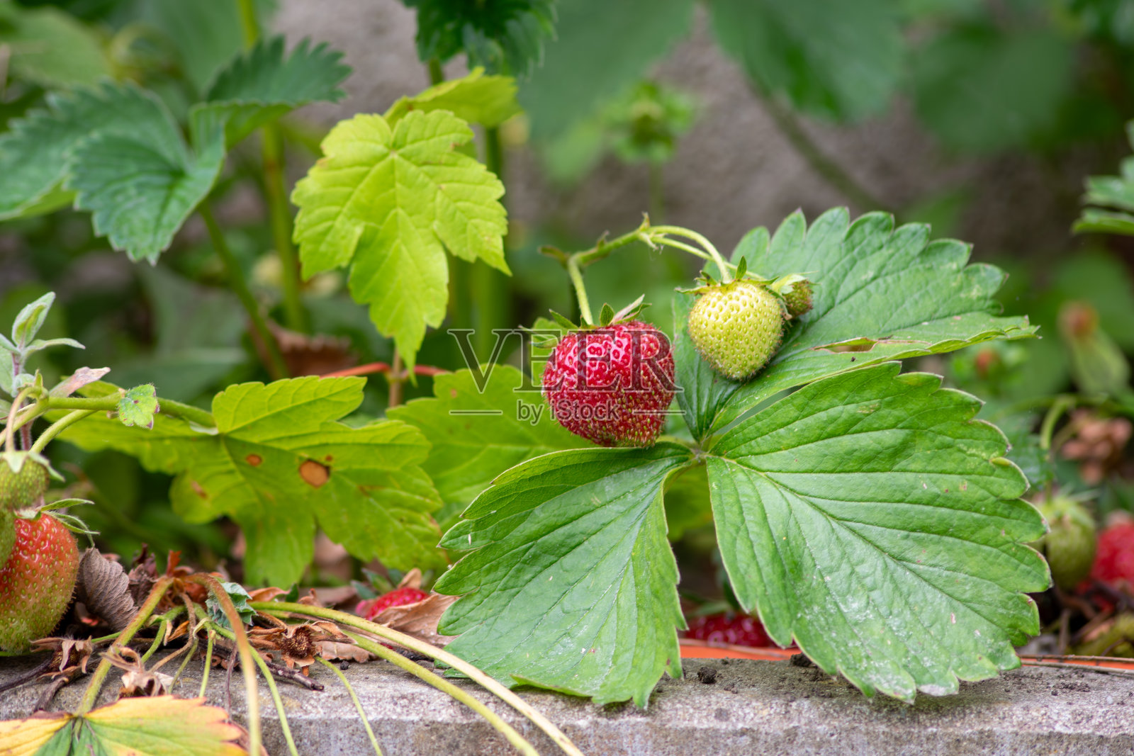 夏熟草莓，红青草莓，近景草莓，开胃红草莓，香甜健康甜点，红果照片摄影图片