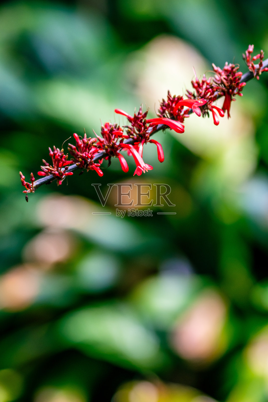 牙藤属棘科。照片摄影图片