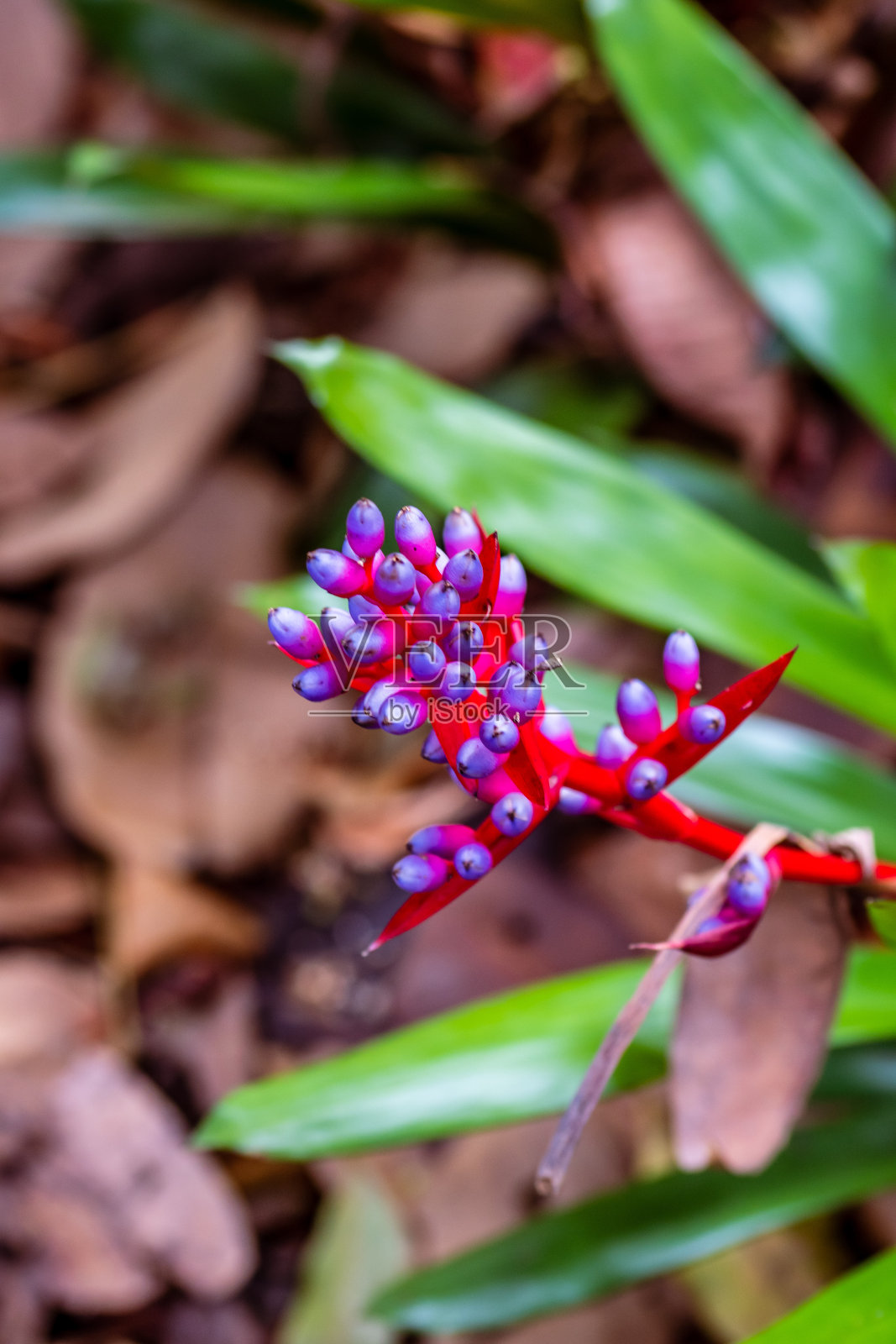维巴氏拟南枝属凤梨科。照片摄影图片