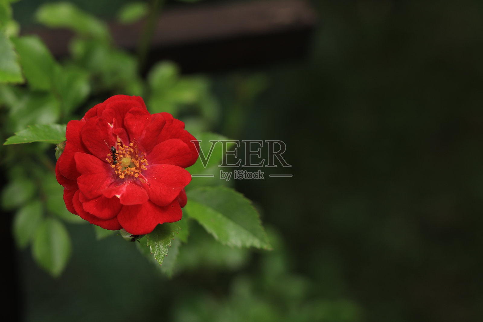 花园里盛开着红玫瑰照片摄影图片