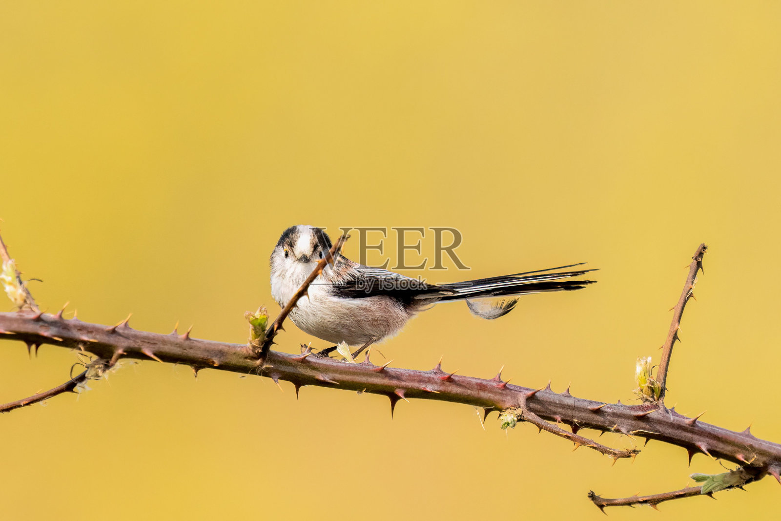 一只长尾山雀栖息在光秃秃的树枝上的特写镜头照片摄影图片