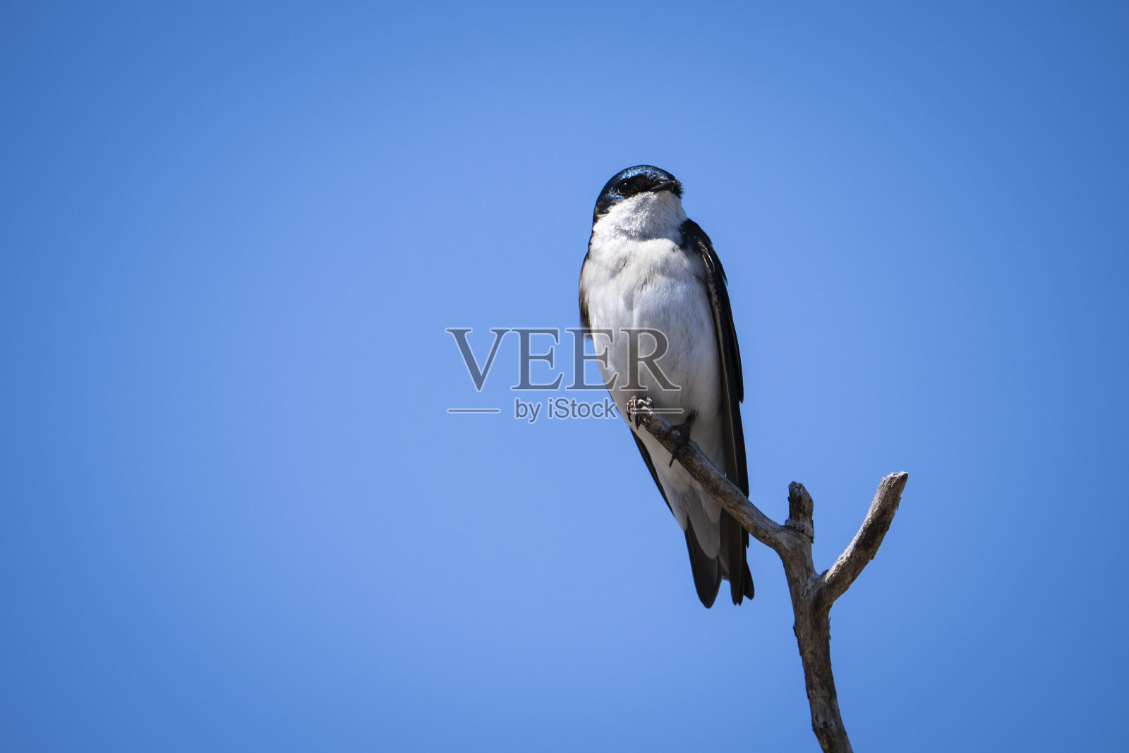 栖息在树上的燕子在寻找食物。照片摄影图片