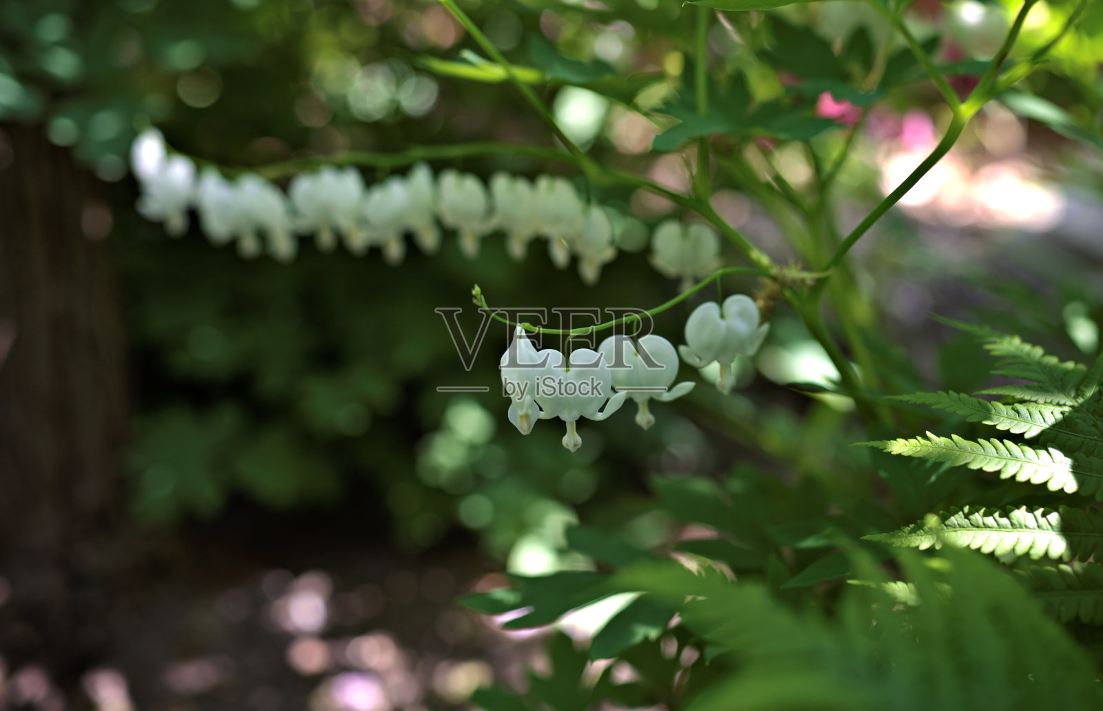 白色流血的心-花照片摄影图片