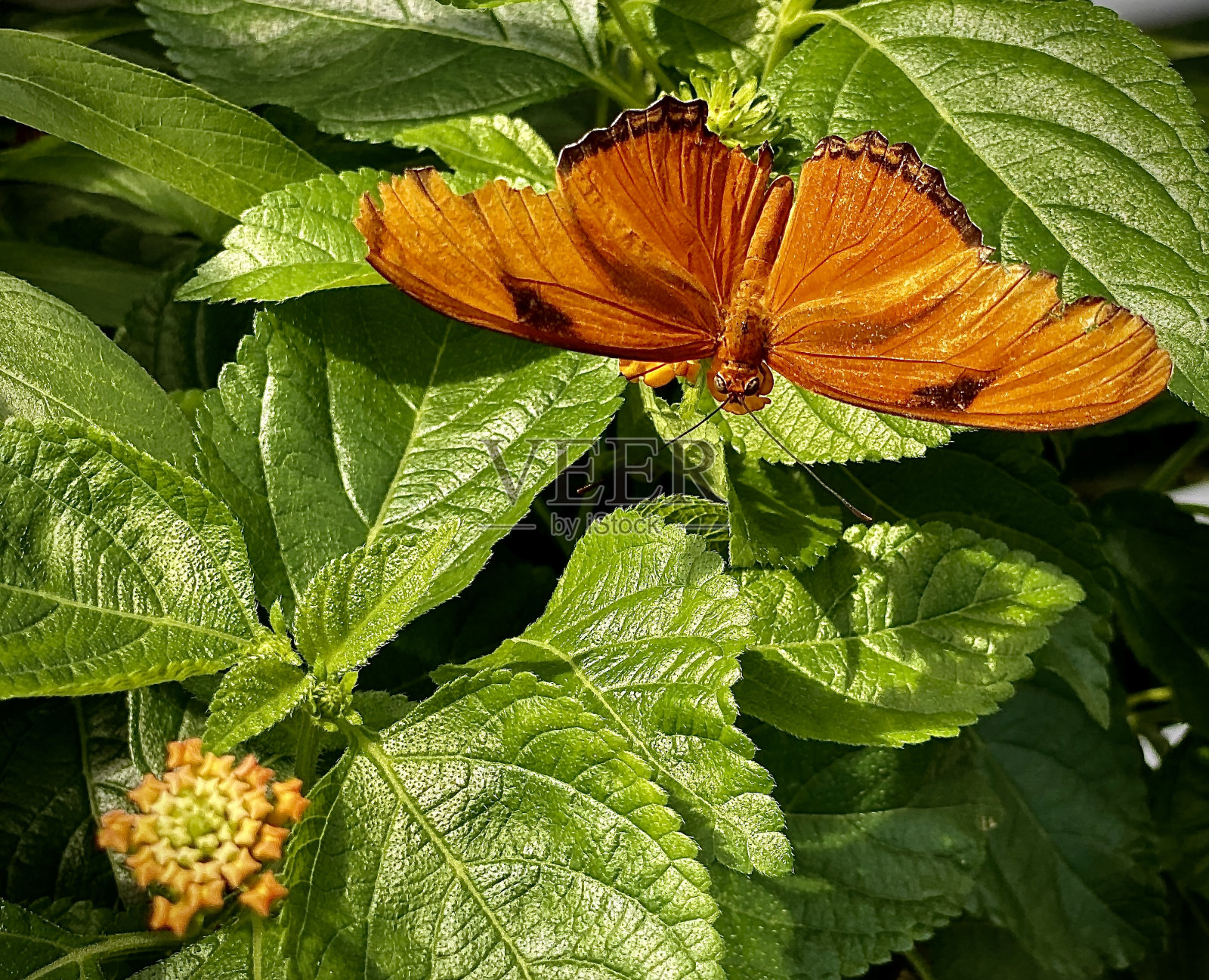 一只美丽的橙色蝴蝶落在一朵花上照片摄影图片