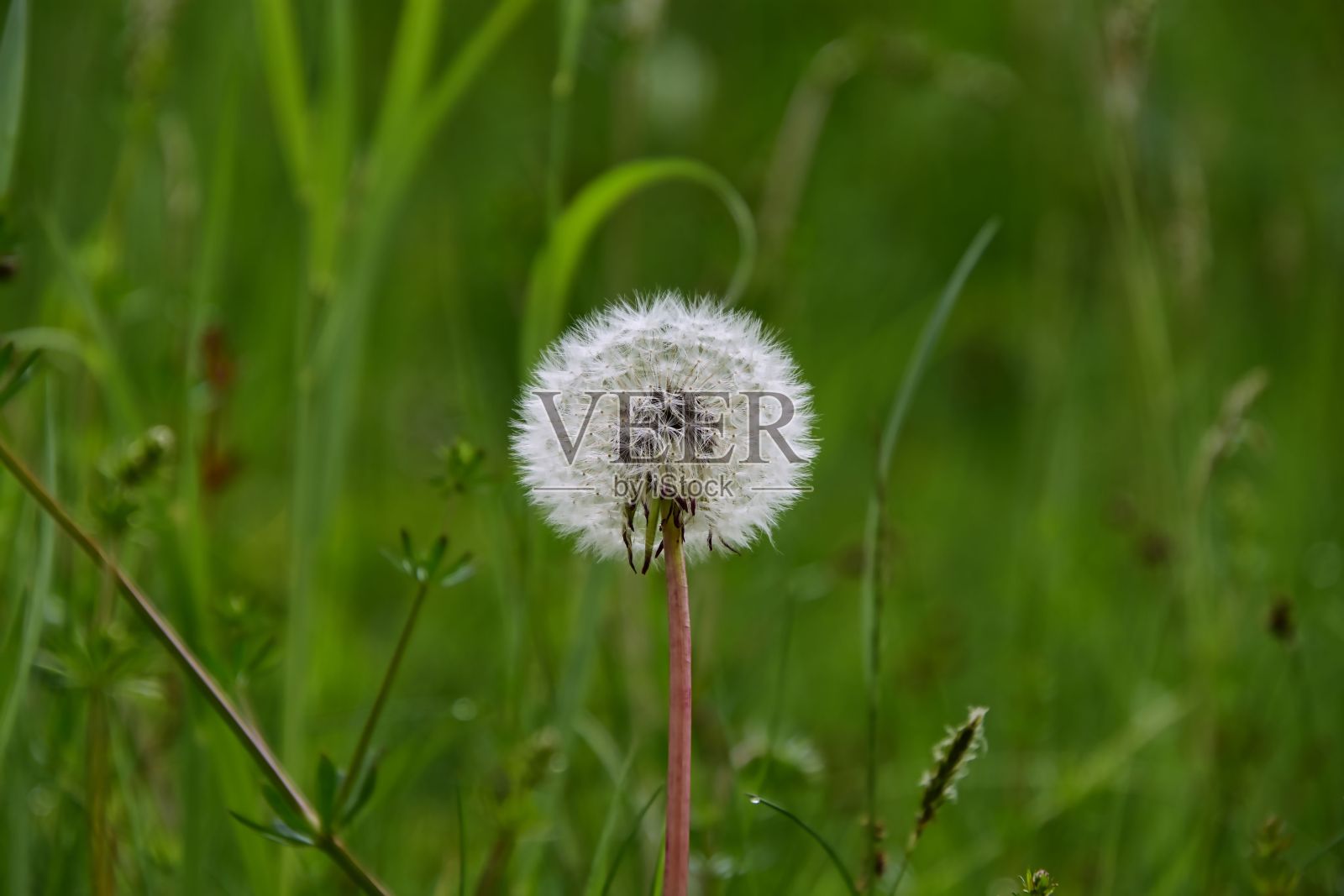 花园里一朵蒲公英的特写照片摄影图片