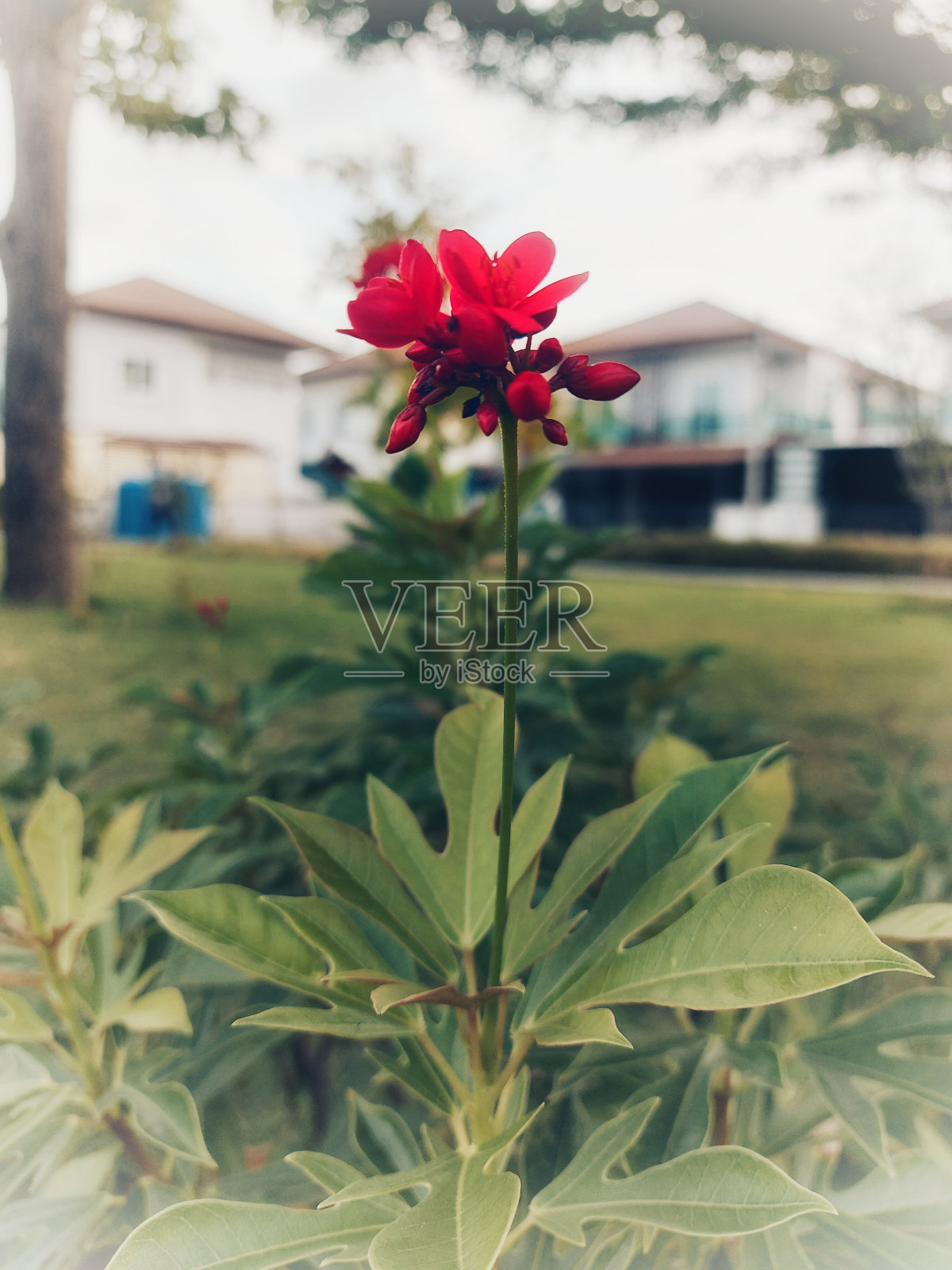 背景上的花。照片摄影图片