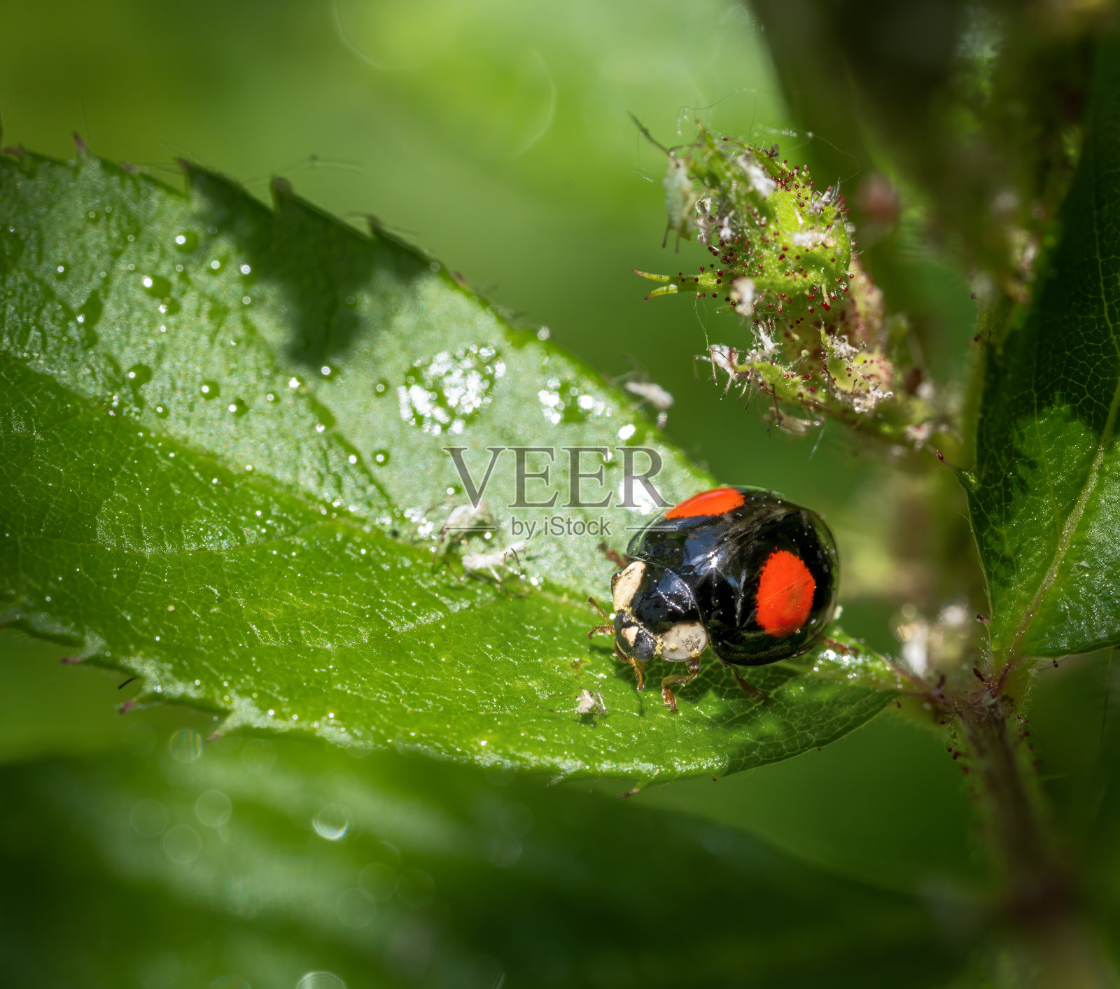 瓢虫在满是虱子的花上照片摄影图片