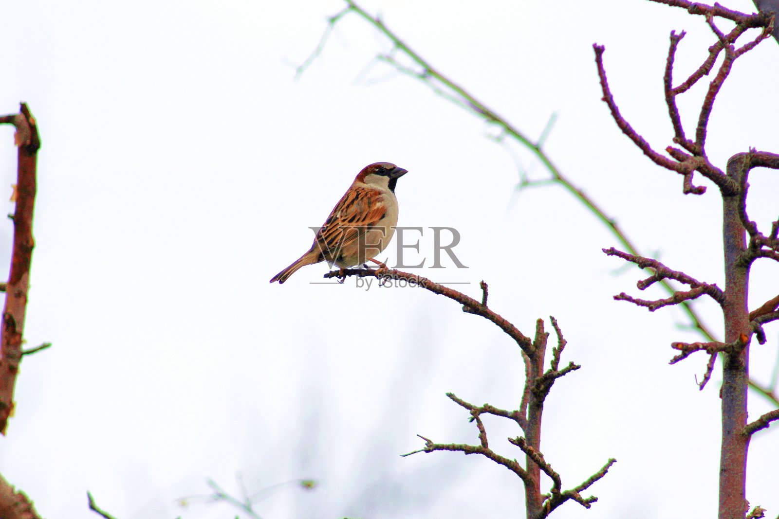 一只麻雀在树枝上照片摄影图片