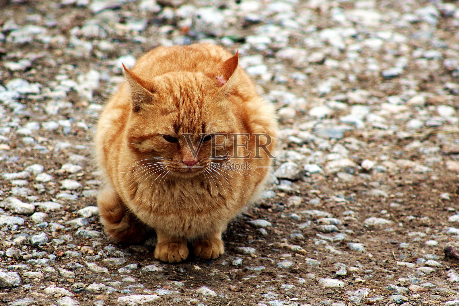 地上有一只黄色的猫照片摄影图片