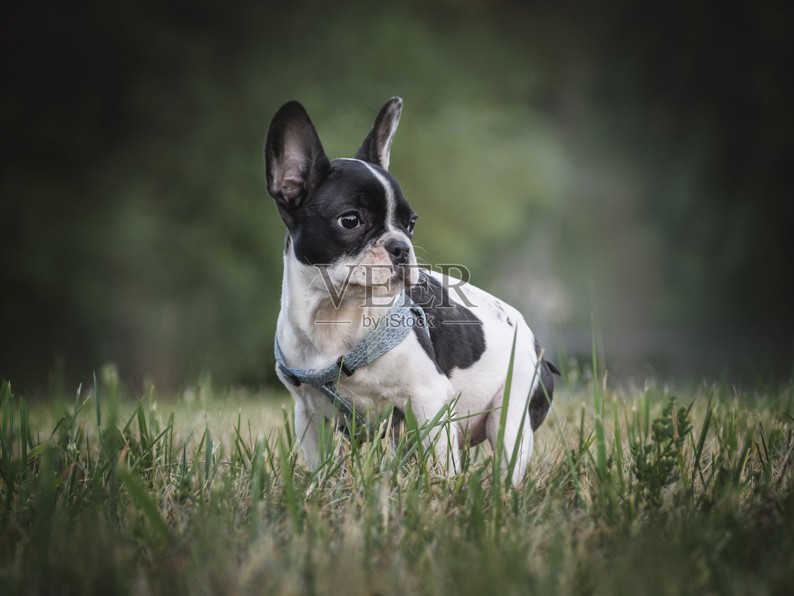 可爱的小狗坐在草地上的鲜花旁边照片摄影图片