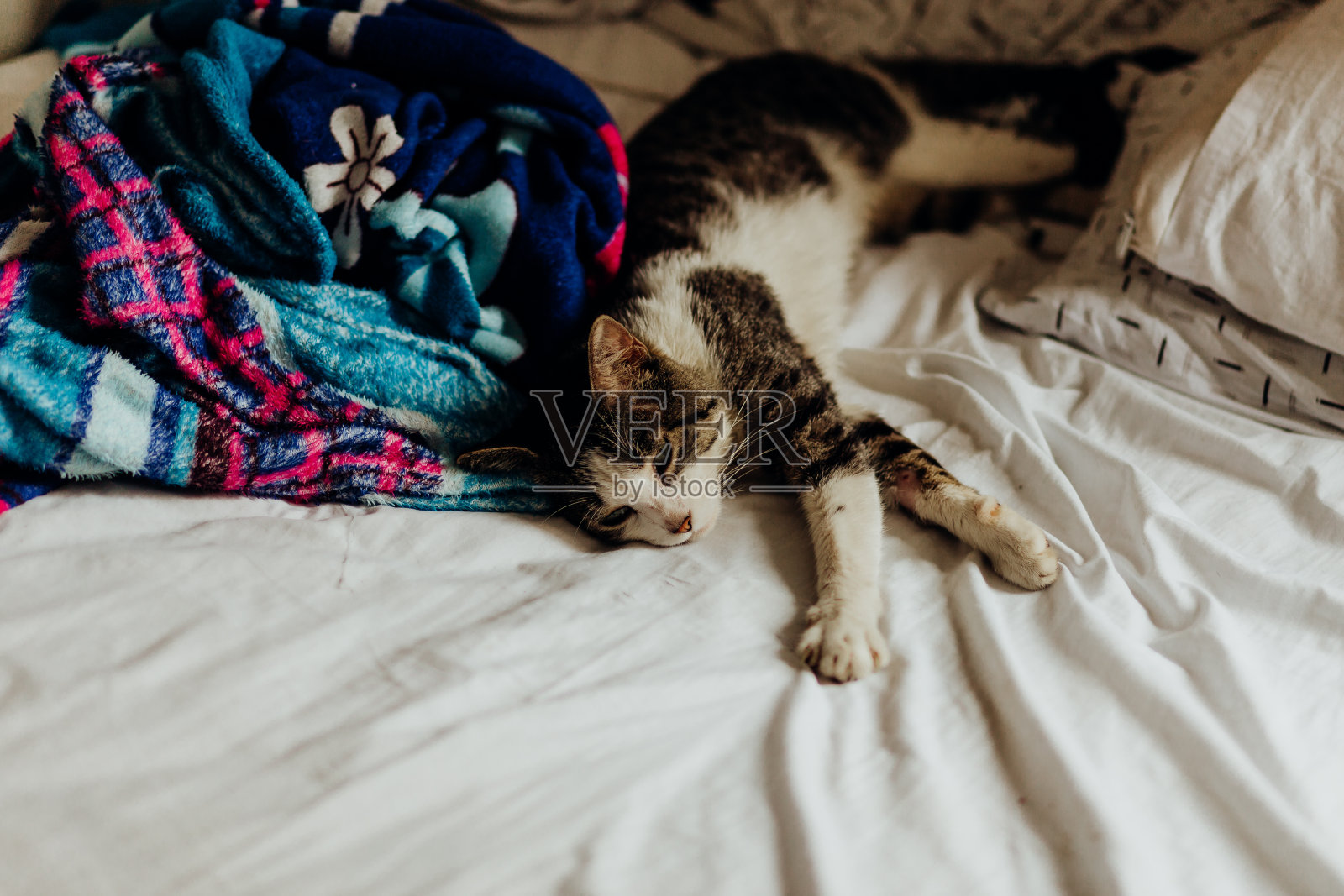 一只猫闭着眼睛睡在乱糟糟的床上照片摄影图片