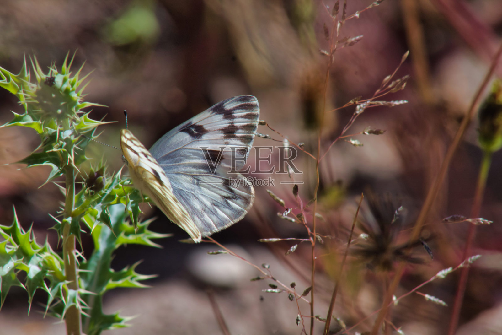 一只蝴蝶，一个微妙的传粉者，优雅地平衡在野生植物的树枝上照片摄影图片