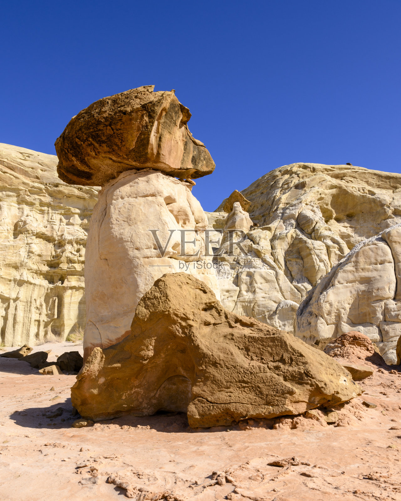 伞菌不祥之物照片摄影图片