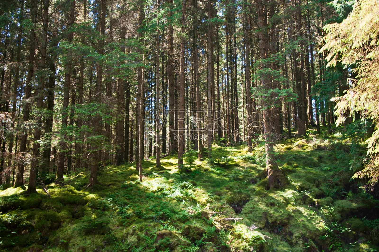 阳光照射的森林照片摄影图片