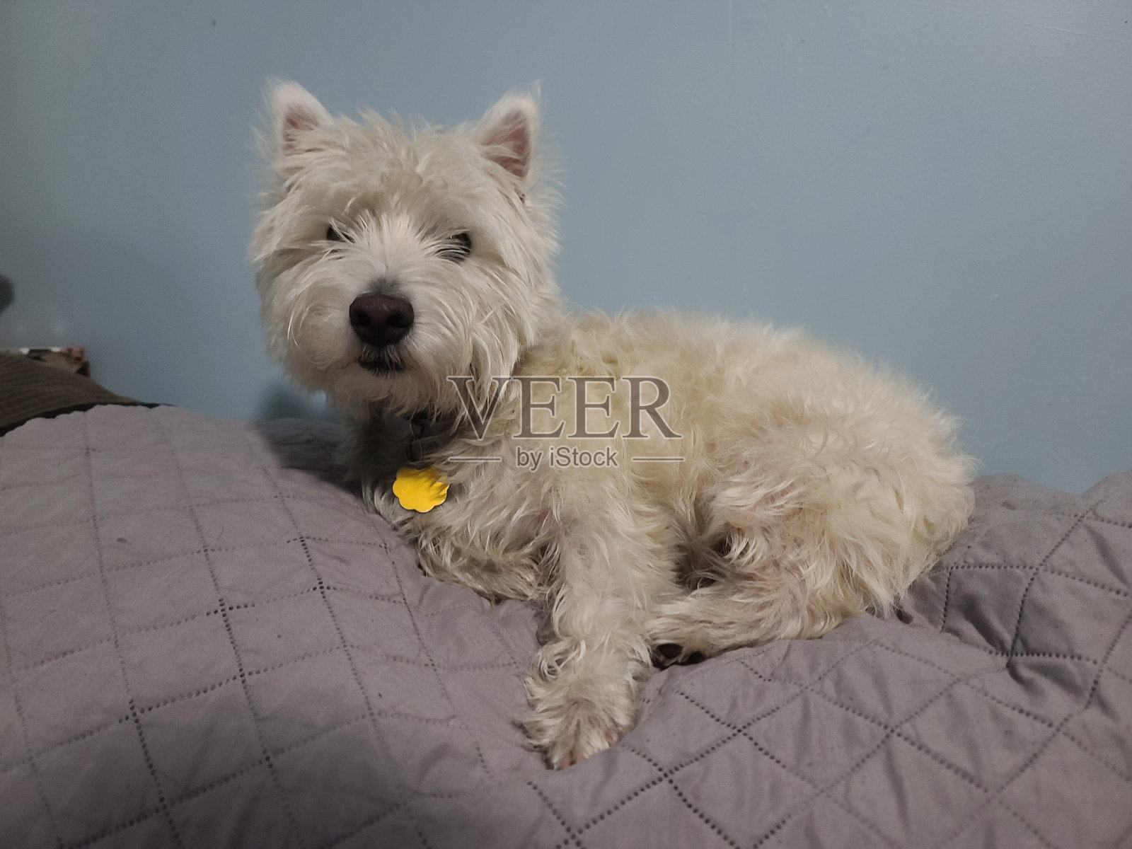 西高地梗在沙发上休息照片摄影图片