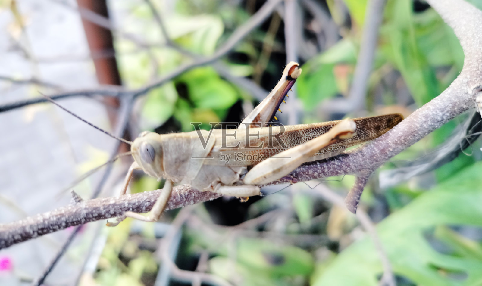 蚱蜢控股照片摄影图片