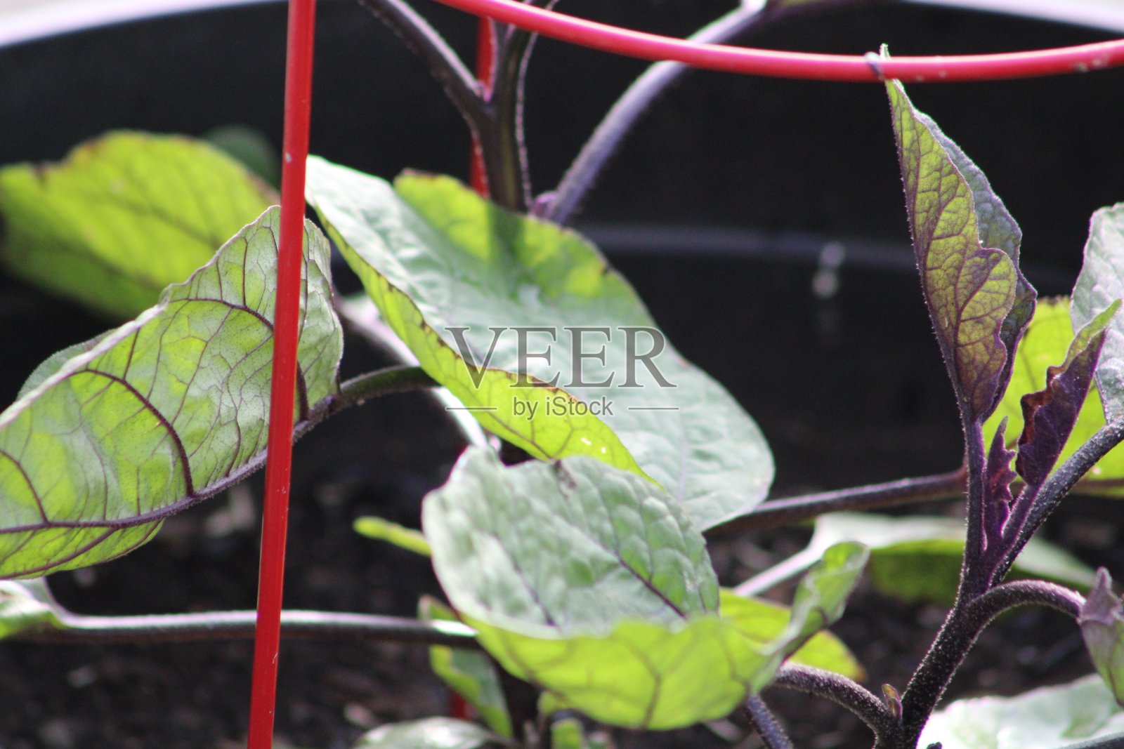 一番照片摄影图片