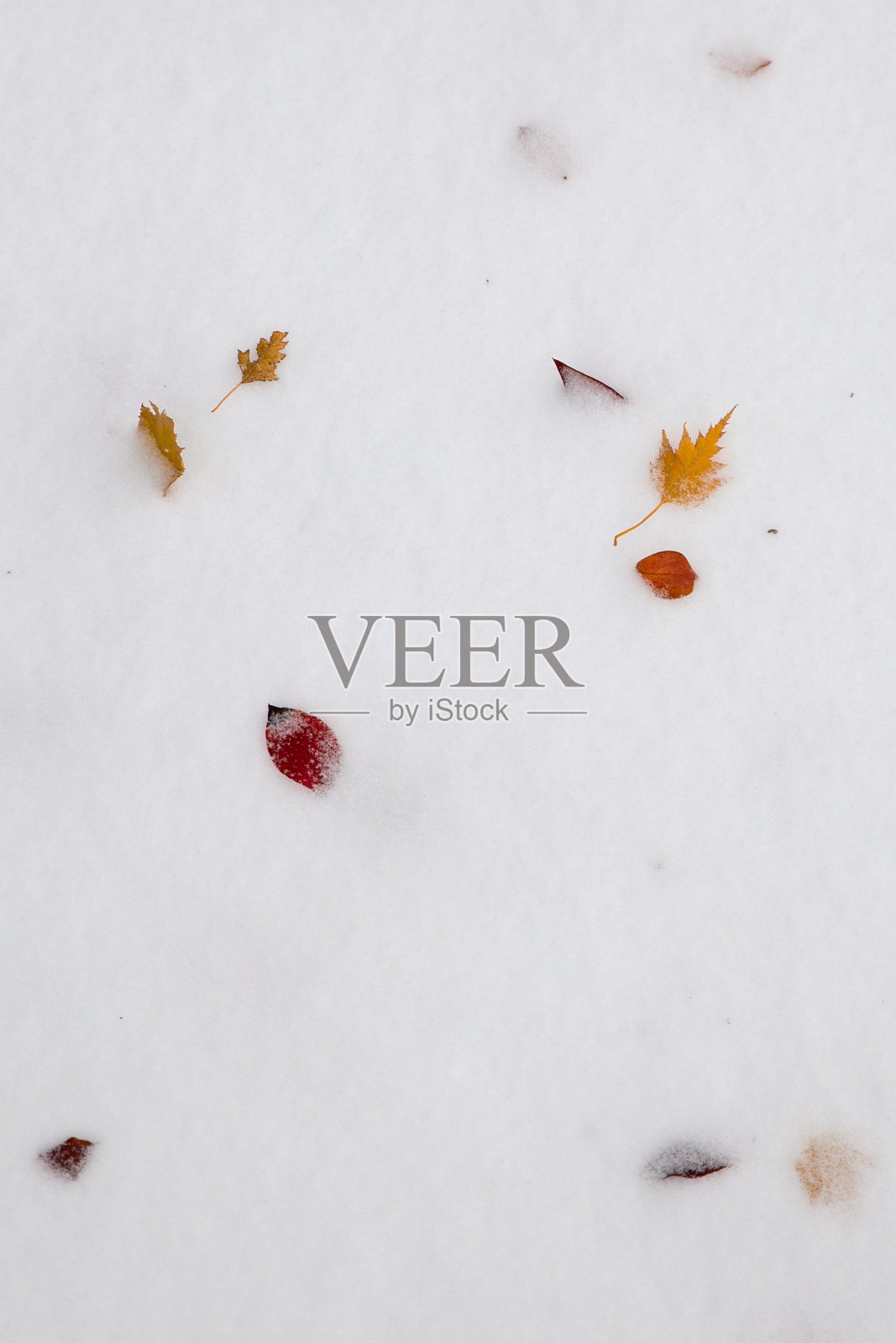 雪中的黄叶和红叶。冬天的概念。纹理。照片摄影图片