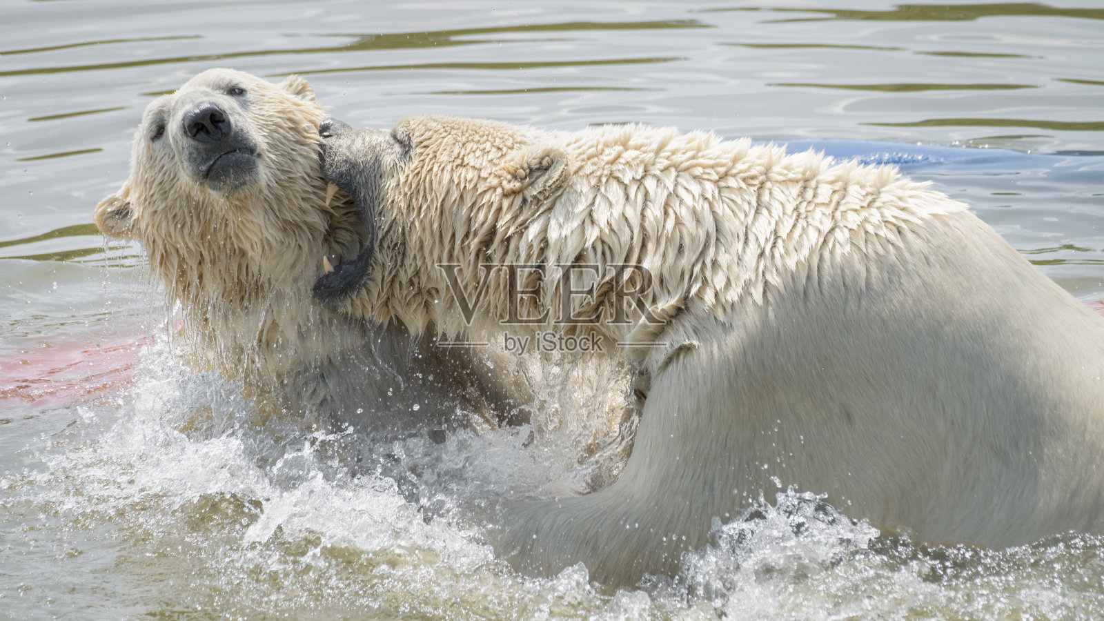 北极熊照片摄影图片