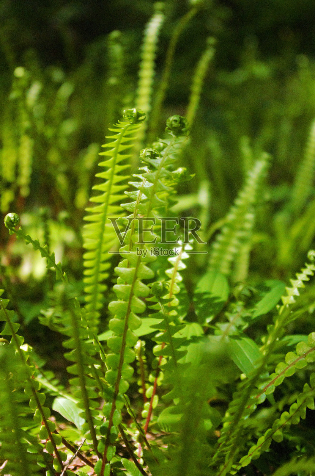 蕨类植物向上生长的侧视图照片摄影图片