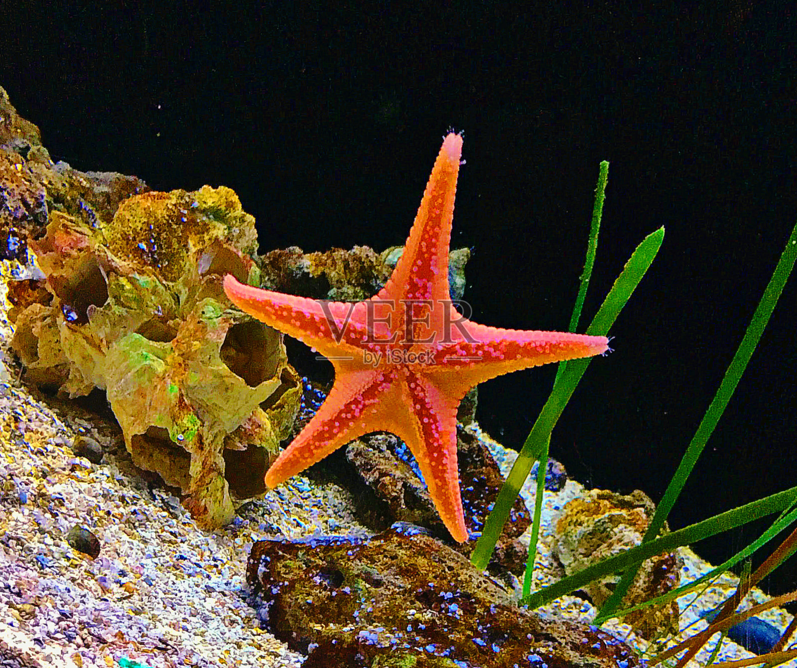 海星照片摄影图片