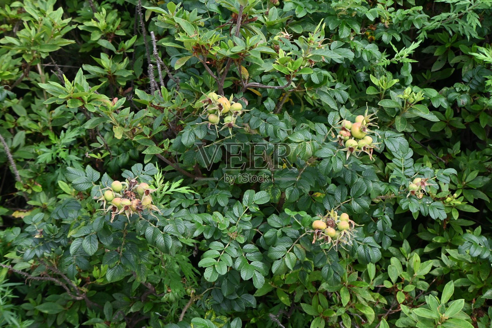 海滩上的蔷薇花和浆果。照片摄影图片