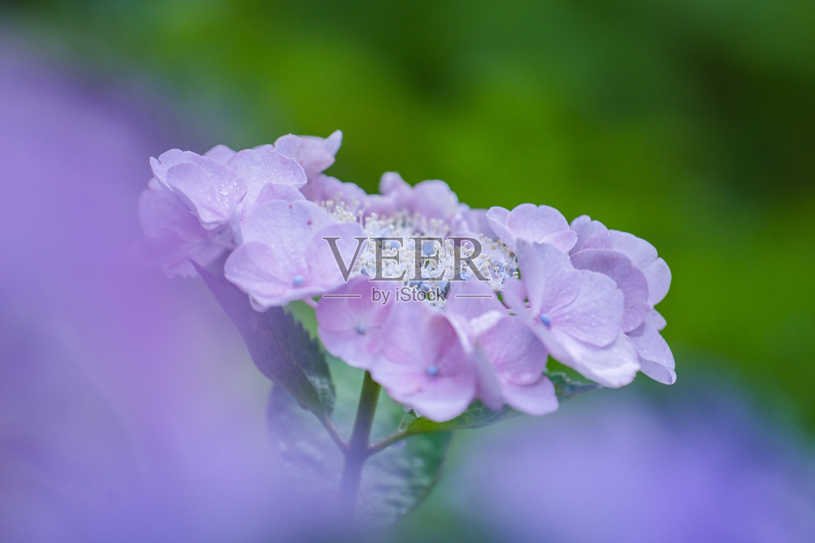 美丽的绣球花照片摄影图片