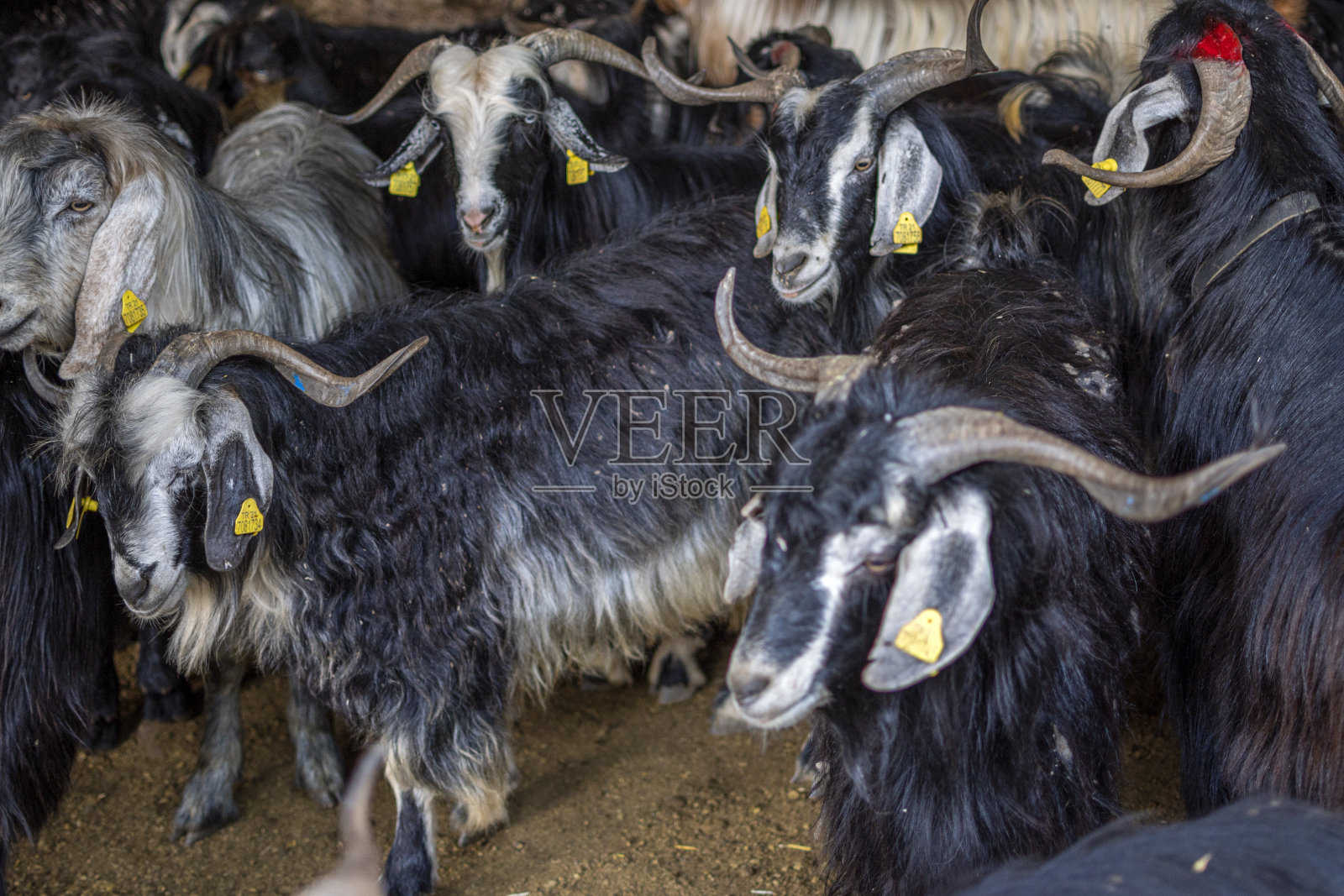 累羊画像照片摄影图片