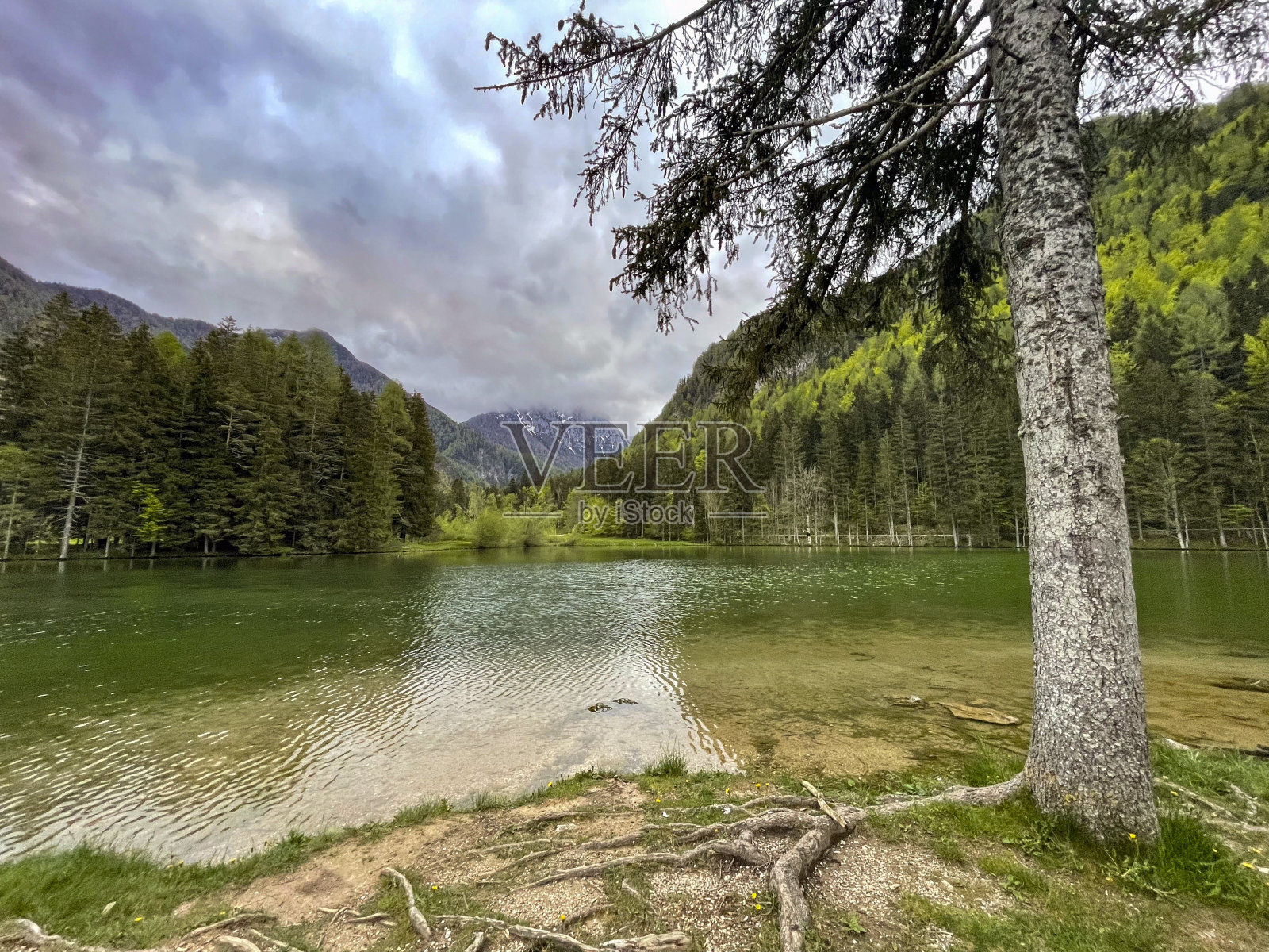 春天的Zgornje Jezersko山谷中的Planšarsko jezero湖照片摄影图片