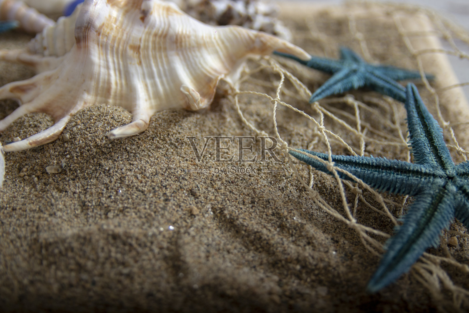 有很多贝壳和海星的海滩照片摄影图片