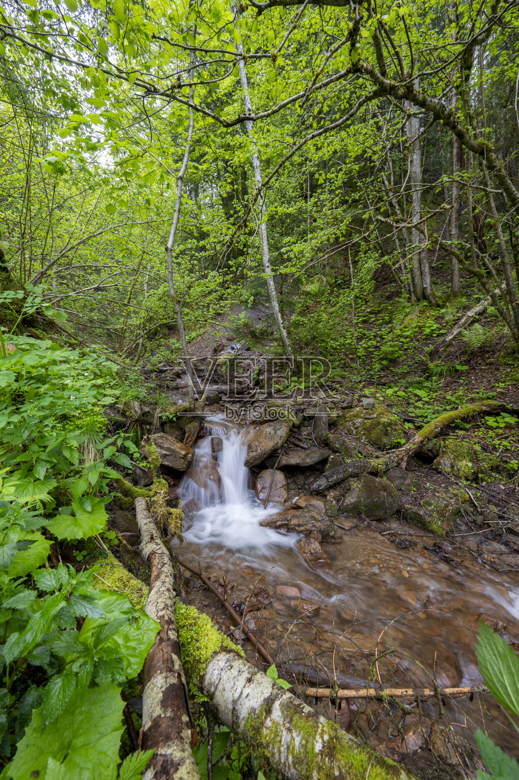 奥地利克恩顿州穆里耶夫自然保护区森林中的溪流照片摄影图片