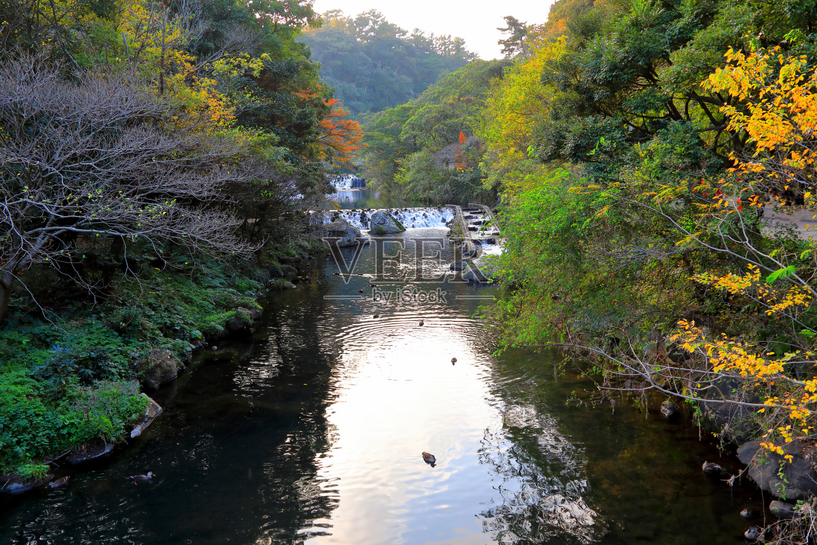 济州岛著名的旅游景点天池渊瀑布照片摄影图片