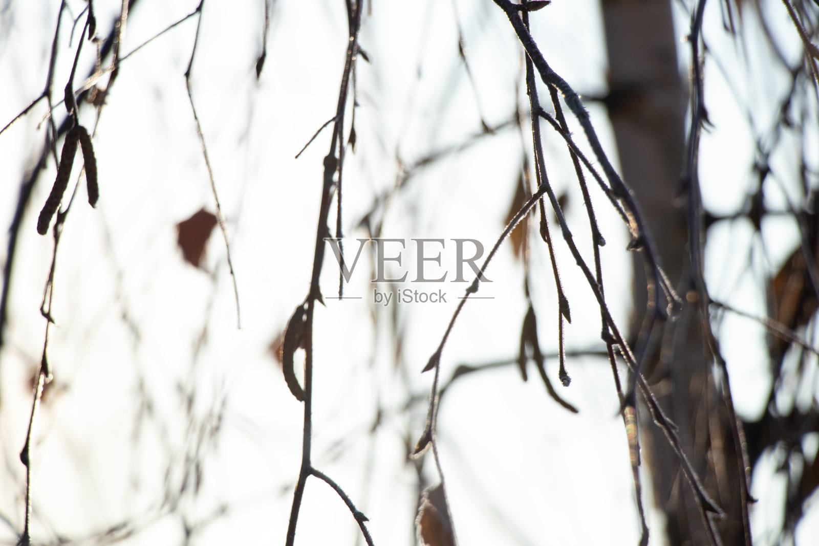 冬天公园里的树枝在雪地里晒在乌克兰的阳光下照片摄影图片