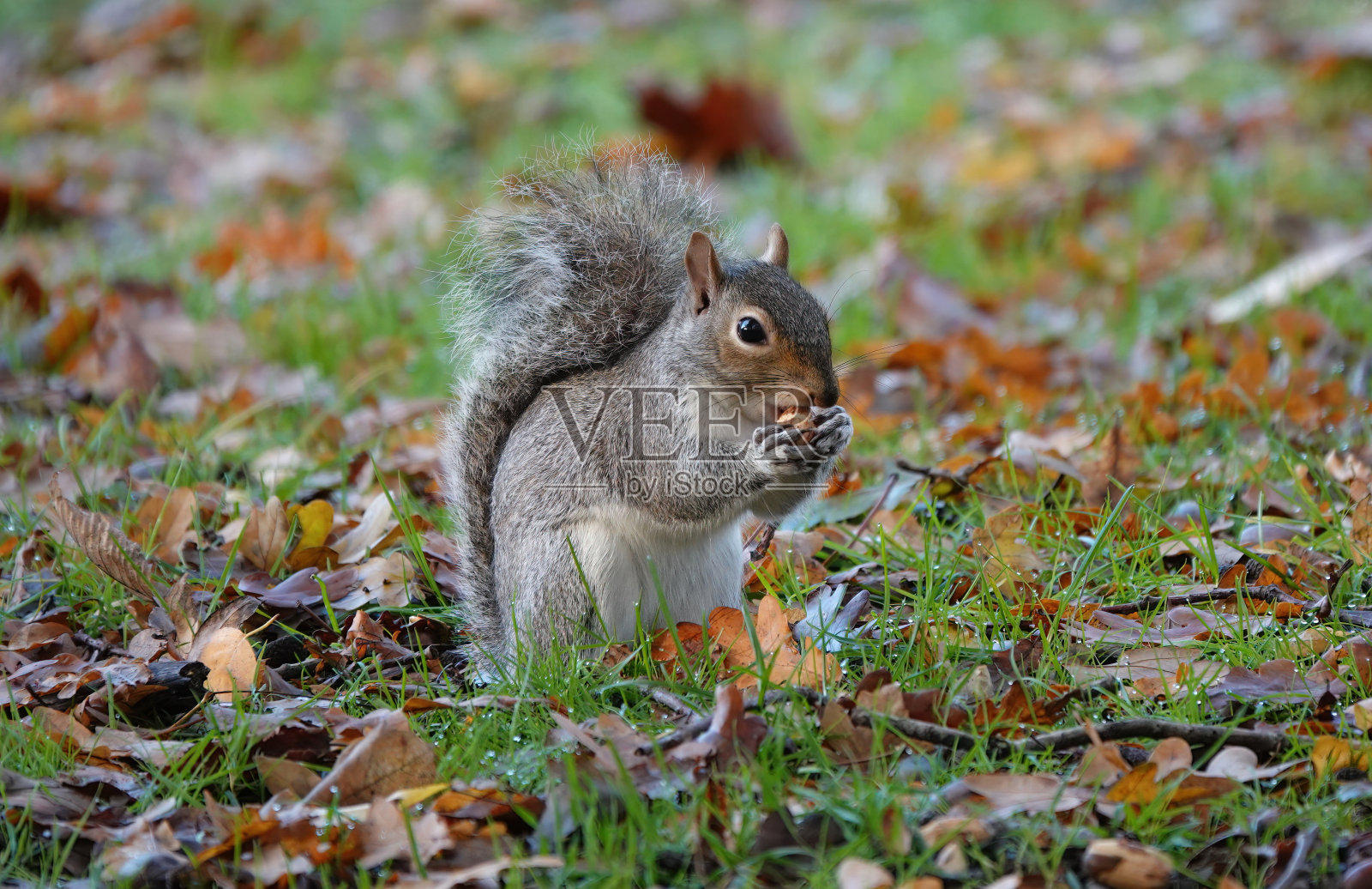 这是一只可爱的灰松鼠，冬天的时候，它坐在地上吃坚果。照片摄影图片