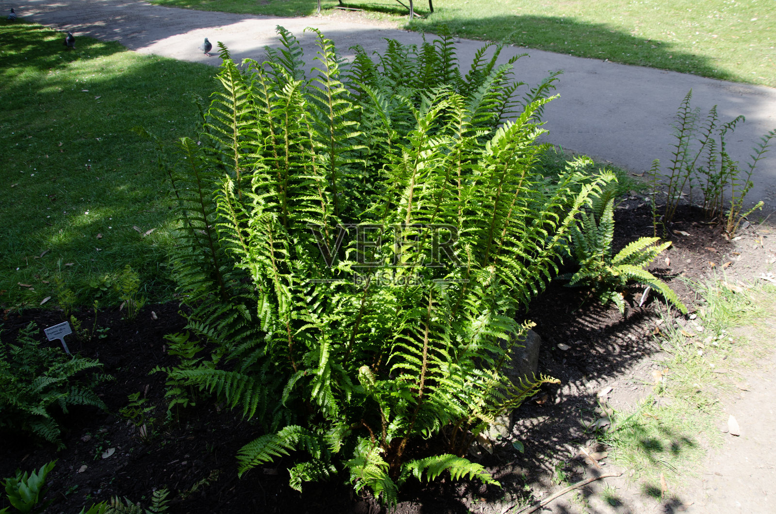日本冬青蕨类植物照片摄影图片