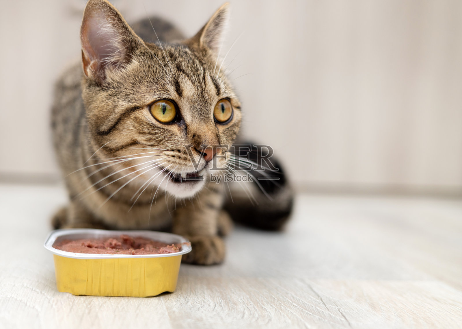 吃湿食物的猫是虎斑猫照片摄影图片