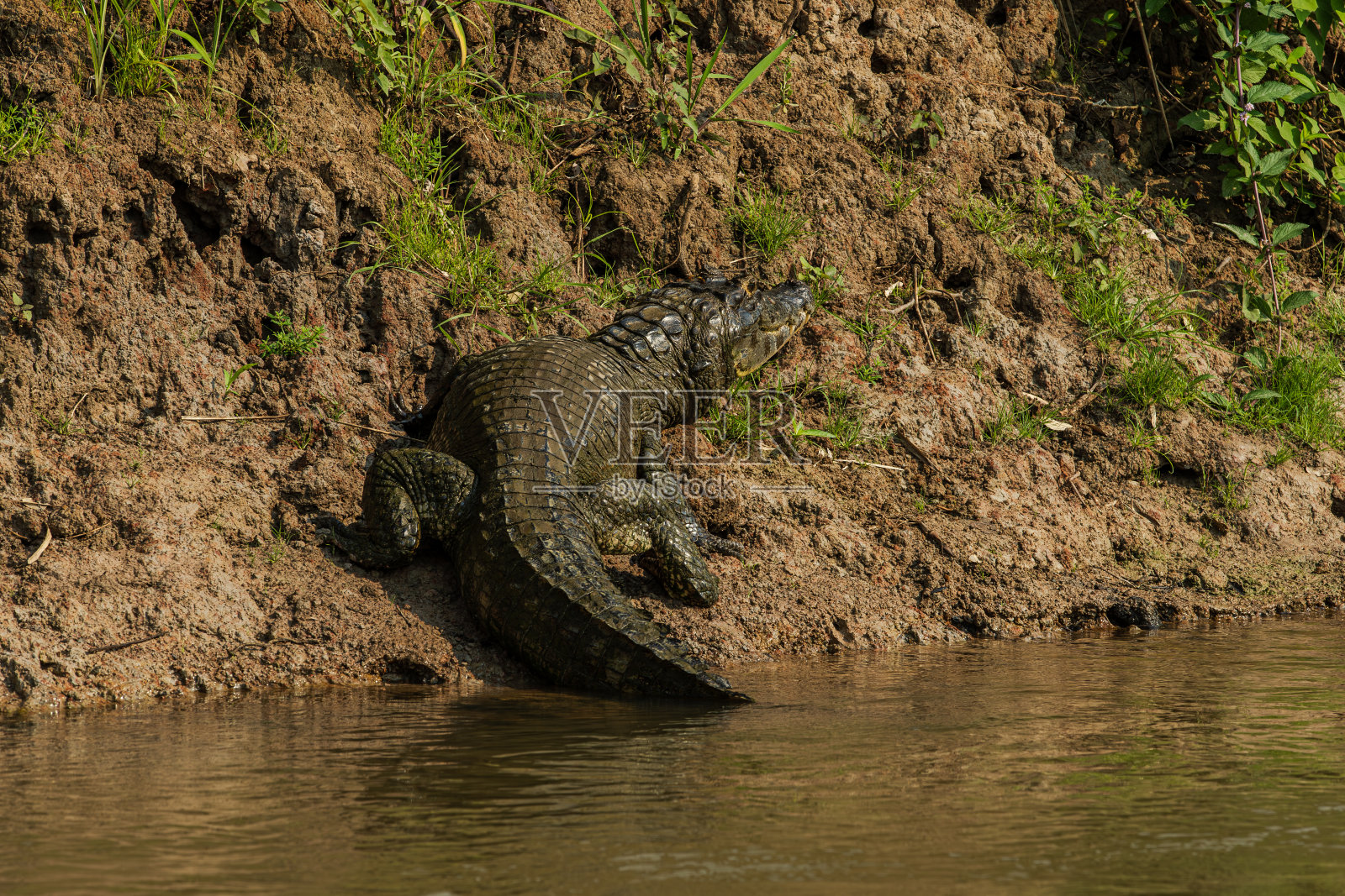 黑色凯门鳄照片摄影图片
