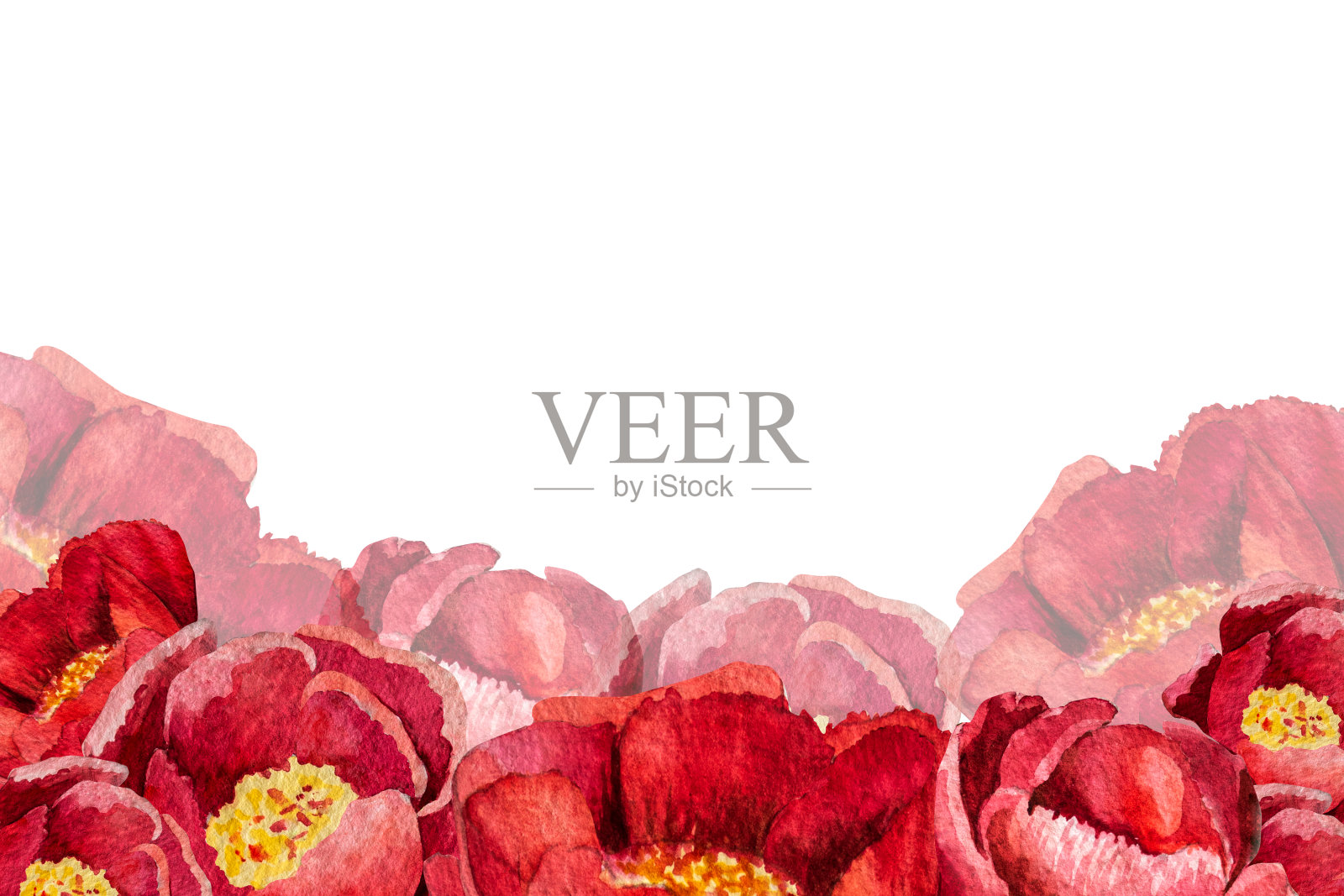 水彩插图的框架和卡片牡丹薄叶在一个白色的背景插画图片素材