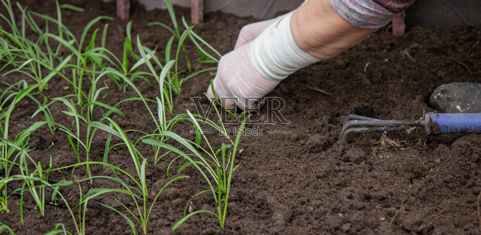 一位农民正在种苗。有选择性的重点。照片摄影图片